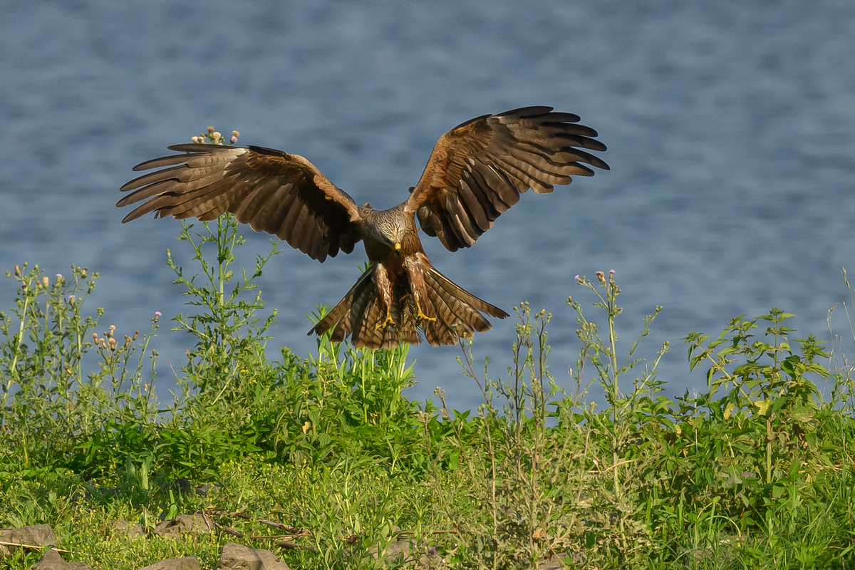 NZ9_5609_Schwarzmilan will Beute greifen_Elbe_IA_6_2026.jpg