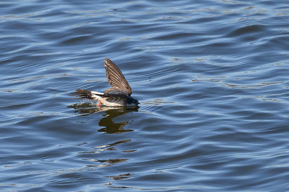 NZ9_5761_Mehli auf dem Wasser_IA_Elbe_8_2025.jpg
