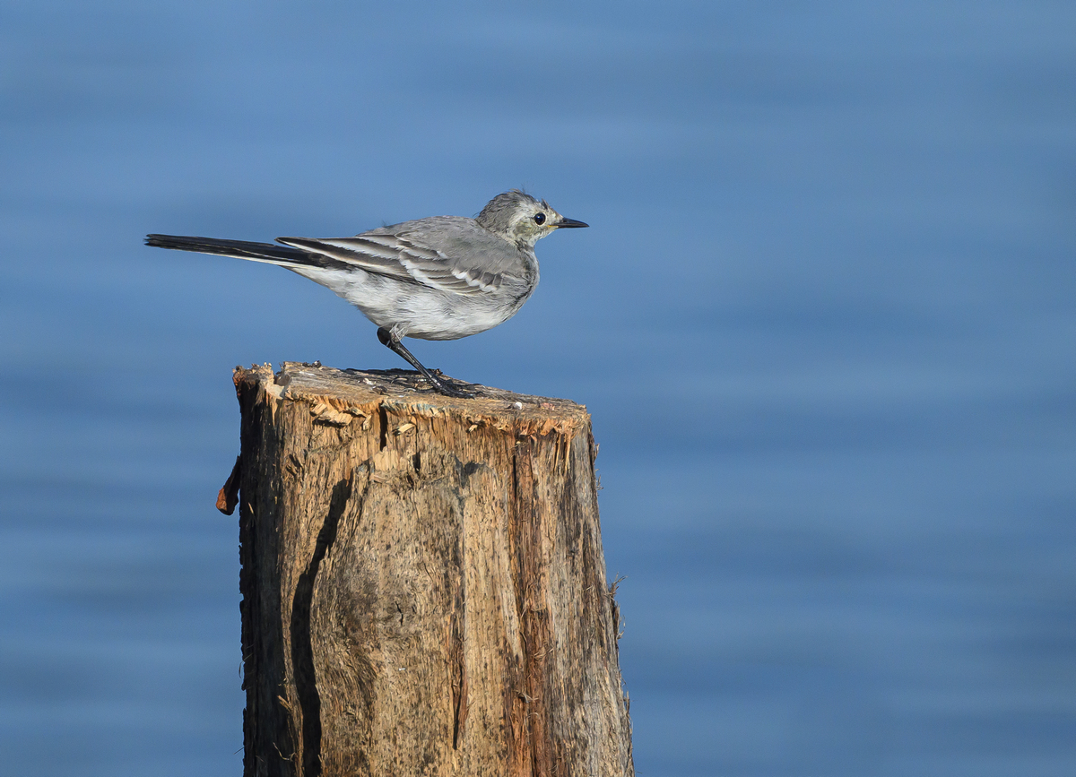 NZ9_5784_Bachstelze_Jungvogel_IA_8-2024.jpg