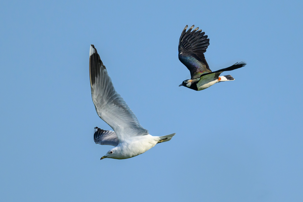 NZ9_5907_Kiebitz scheucht Möwe_IA_4_2023.jpg