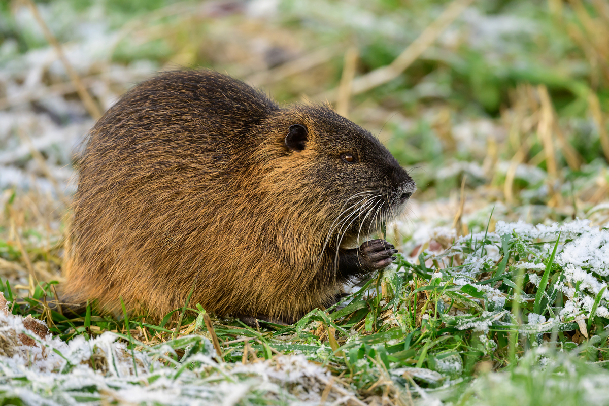 NZ9_5937_Nutria_Jungtier_IA_12_2022.jpg
