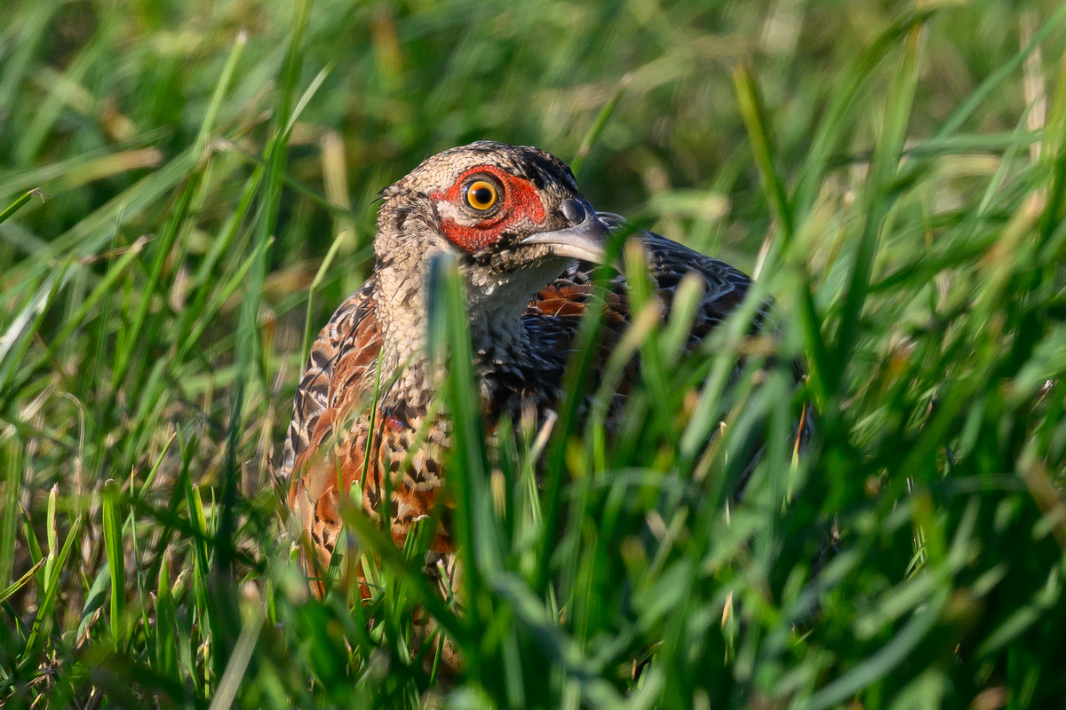 NZ9_6102_Fasanenjunghahn gut versteckt im Gras_IA_8_2025.jpg
