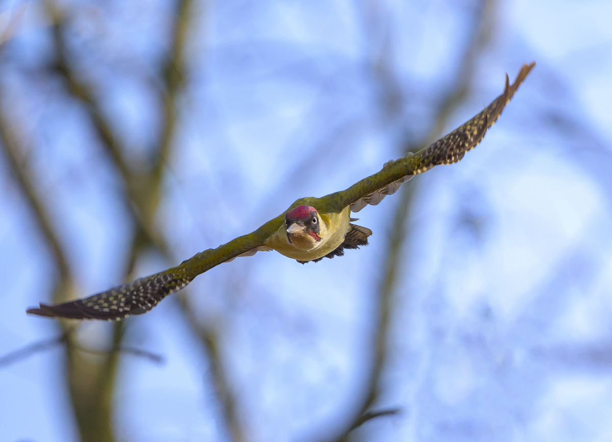 NZ9_6118_Grünspecht im Abflug_Aussenmühlenpark_IA_2_2024.jpg