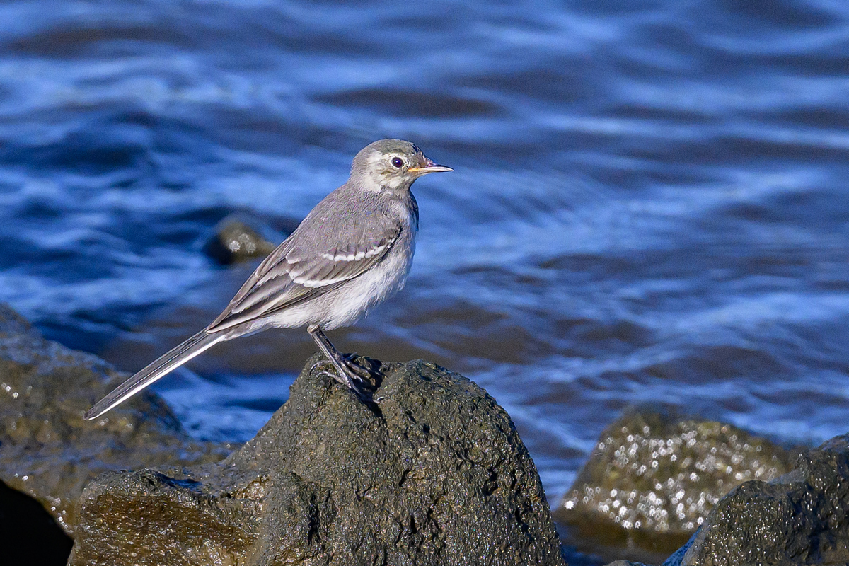 NZ9_6208_Bachstelze_Jungvogel_IA_8_2023.jpg