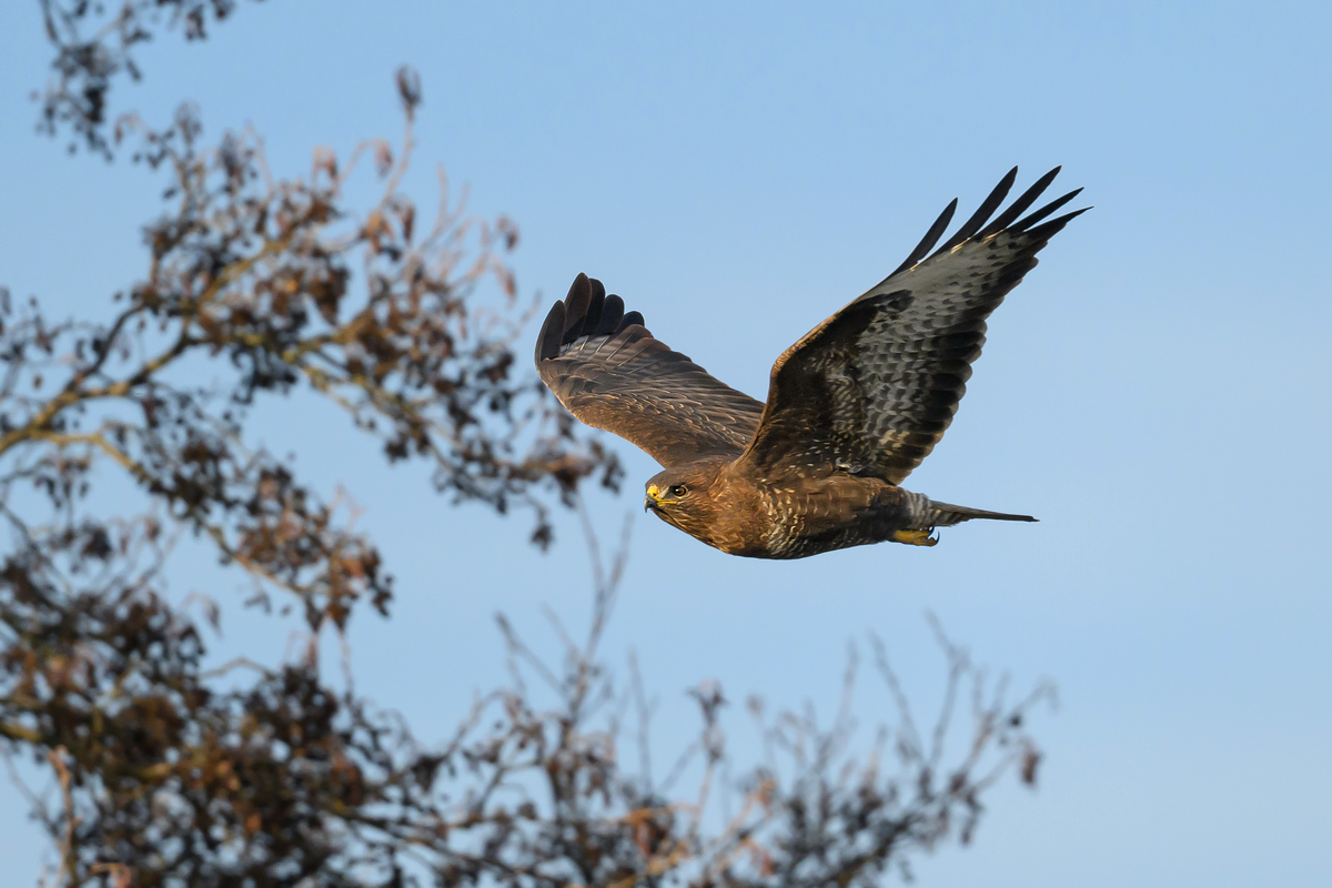 NZ9_6255_Bussard_Kleinmoor IA_01_2023.jpg