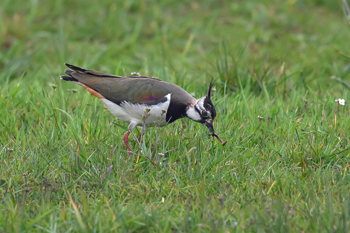 NZ9_6446_Kiebitzdame hat Regenwurm_IA_4_2023.jpg