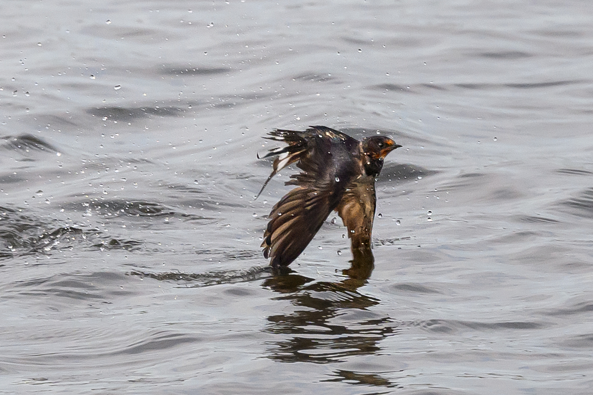 NZ9_6675_Rauchi zerzauselt nach dem Bad in der Elbe_IA_8_2025.jpg