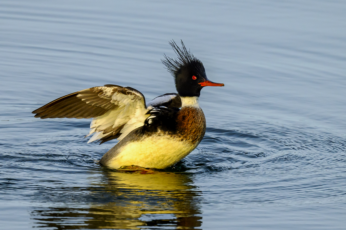 NZ9_6679_Mittelsäger Männchen mit Punkfrisur_IA_02_2022_Heiligenhafen.jpg