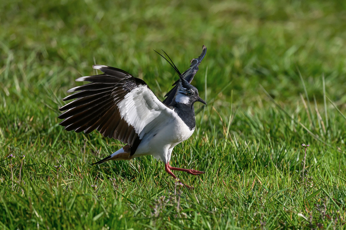 NZ9_6692_Landungsmanöver_IA_4_2023.jpg