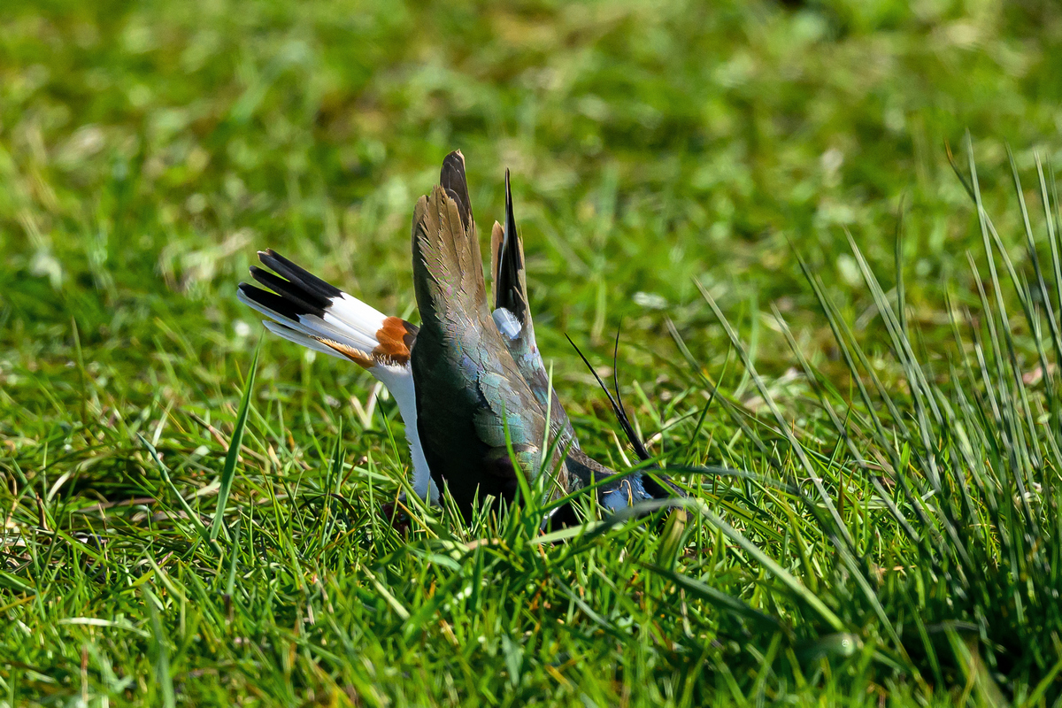 NZ9_6698_Balzstellung Männchen IA_4_2023.jpg