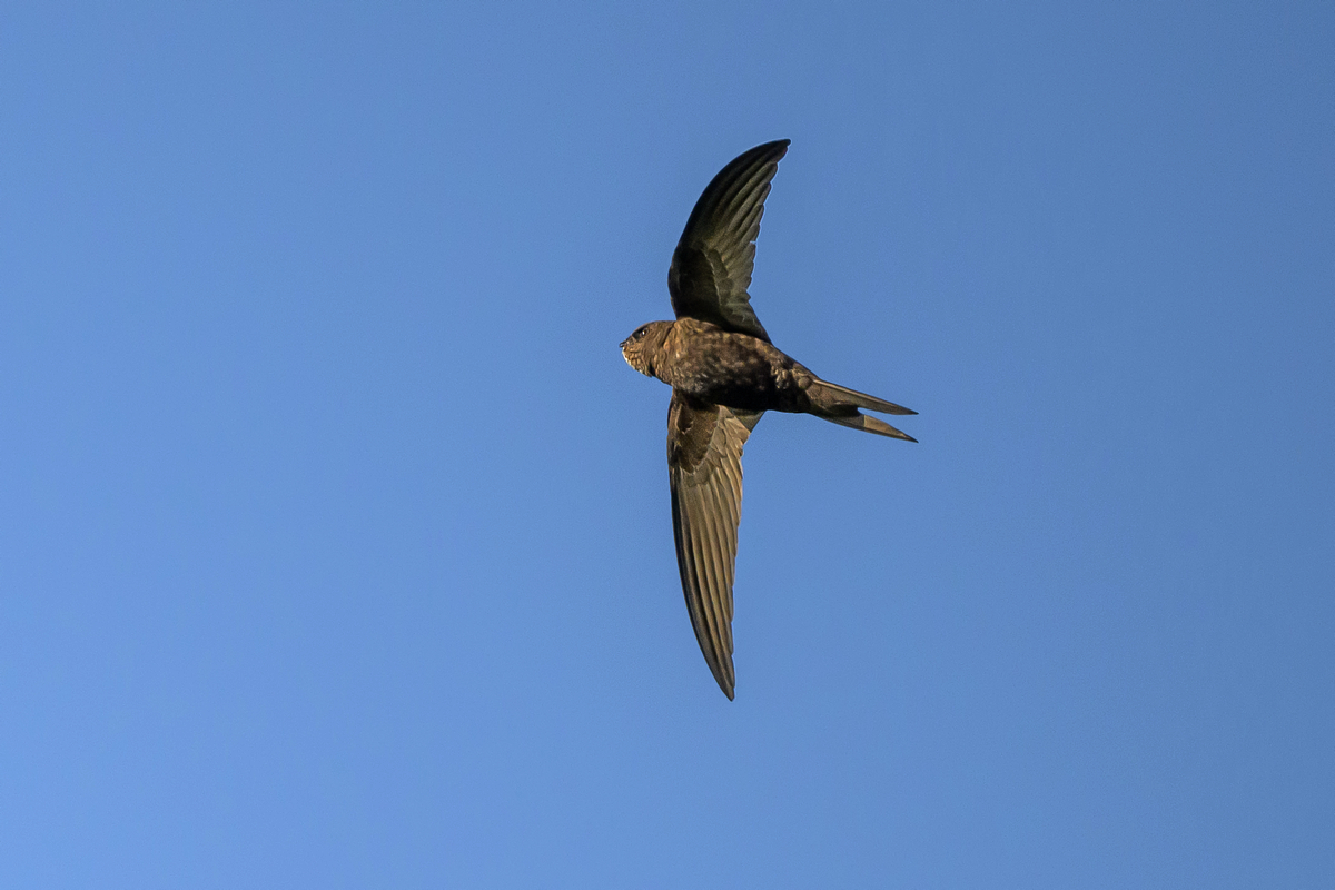 NZ9_6728_Mauersegler IIA_8_2024.jpg