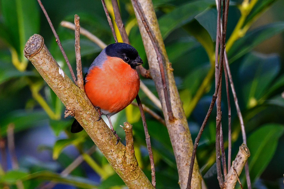 NZ9_6733_Dompfaffmänchen_IA_2_2023.jpg