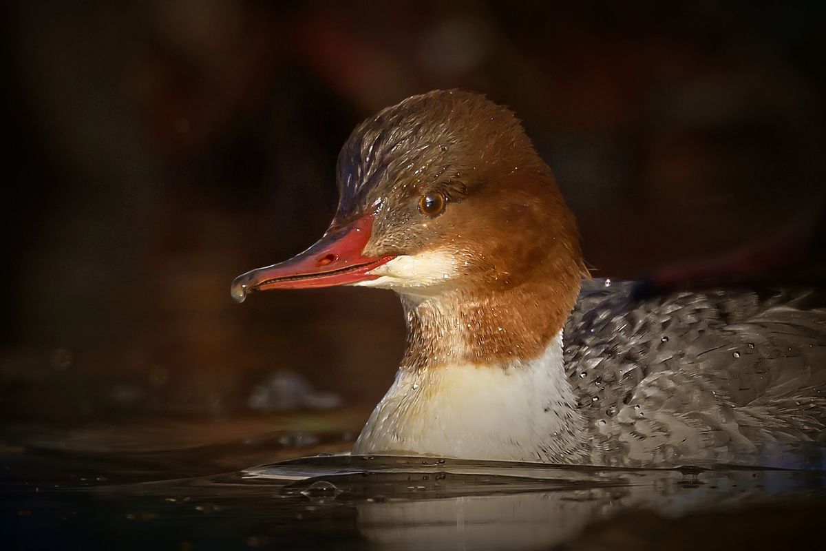 NZ9_7005_Gänsesäger_Weibchen_Porträt_CP_Vign_IA_2_2023.jpg