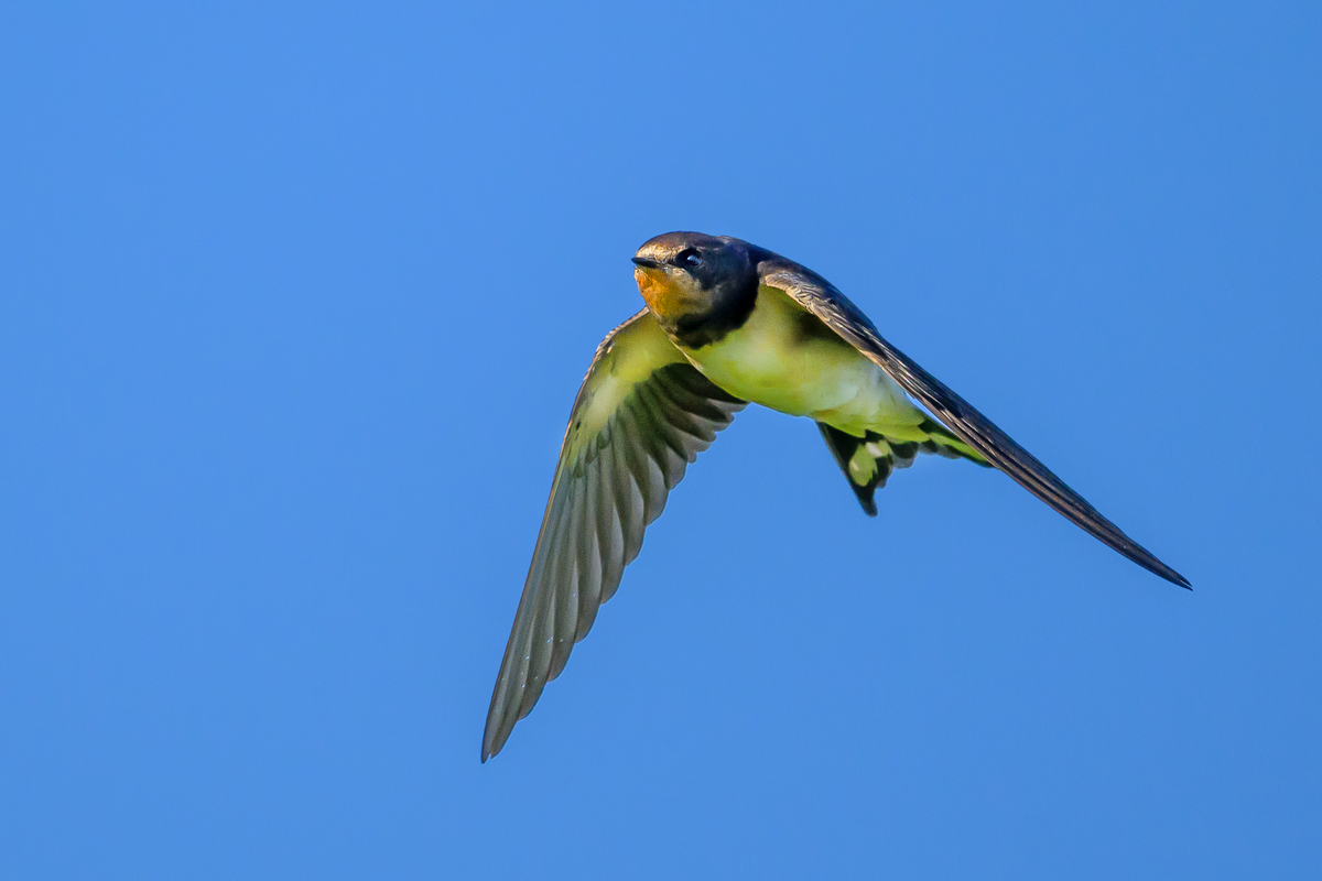 NZ9_7024_Rauchi_Jungvogel_IA_8-2024.jpg
