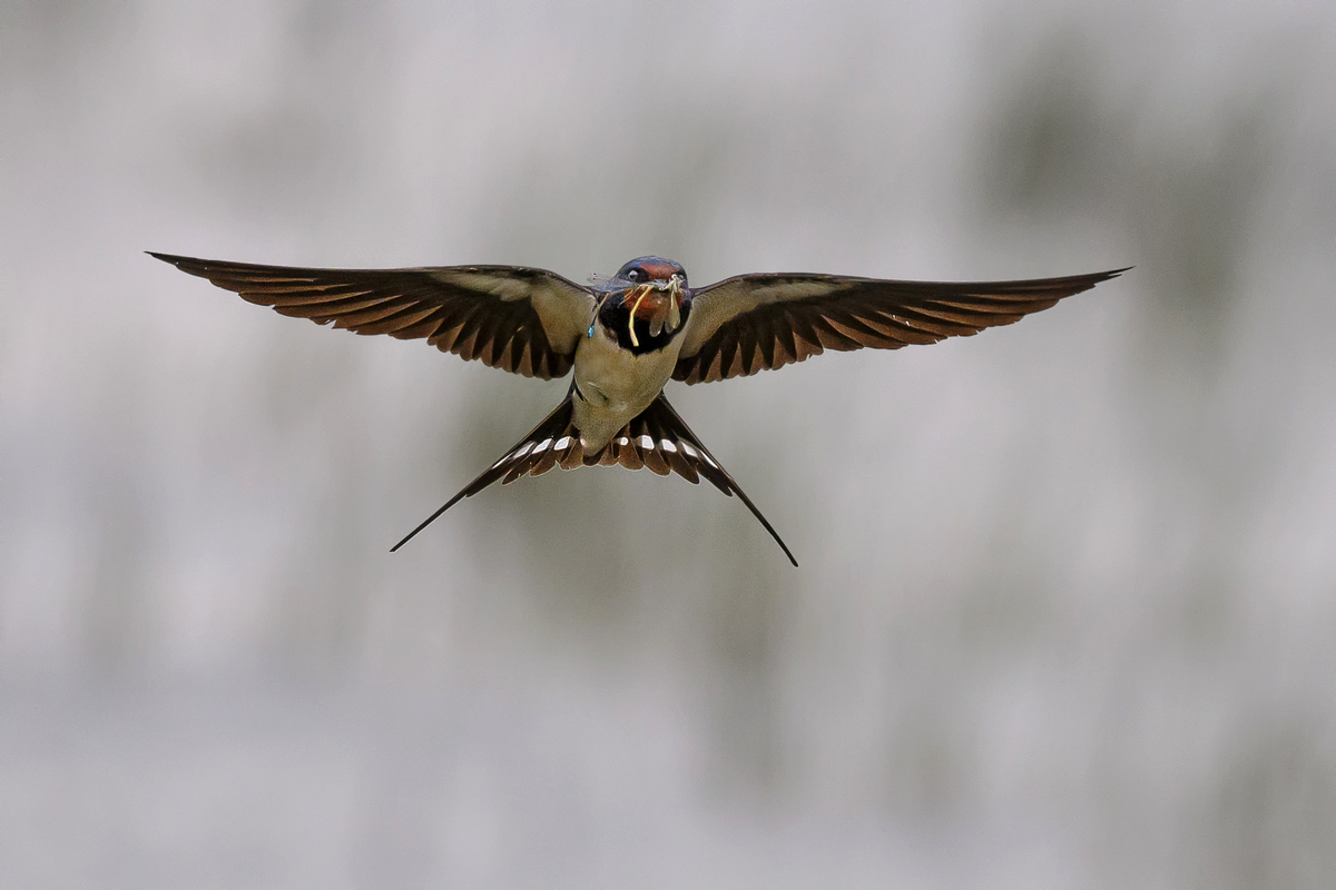 NZ9_7120_Rauchi mit Libelle frontal_6_2024.jpg