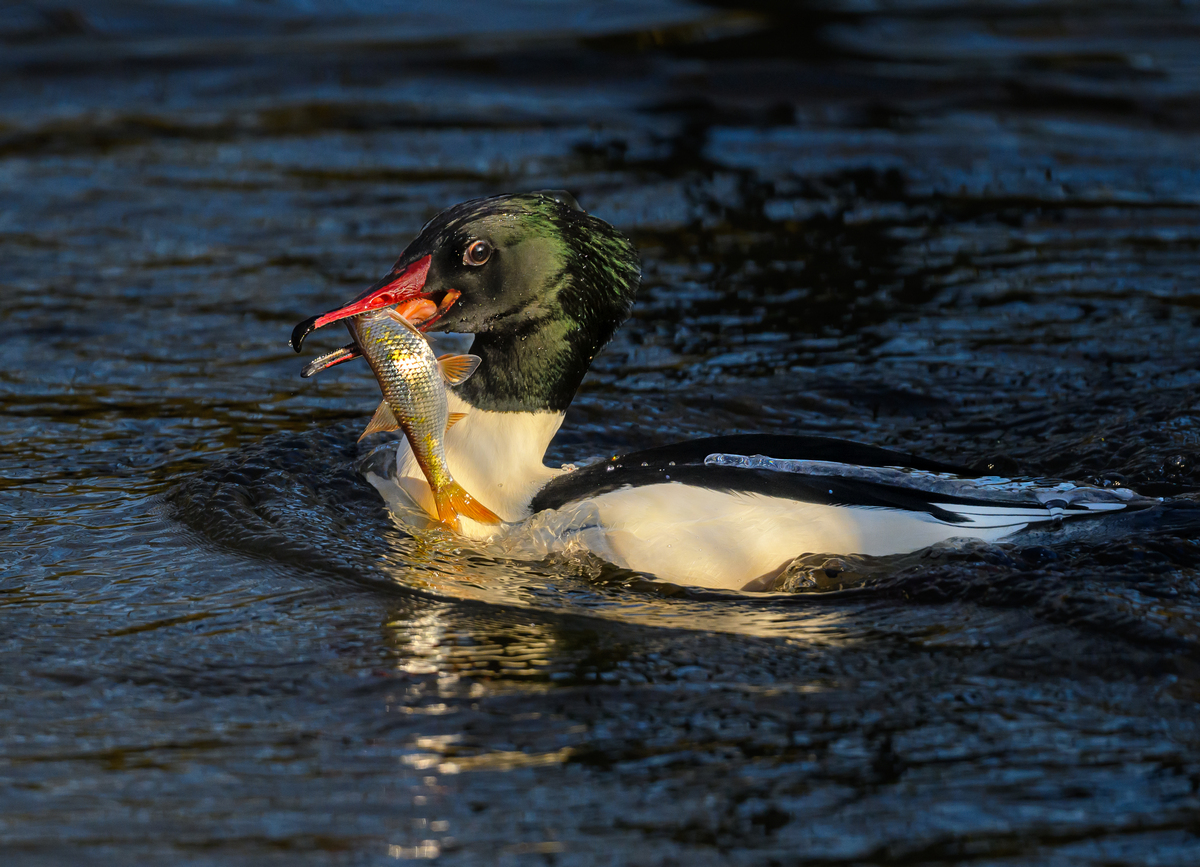 NZ9_7294_Gänsesäger mit fetter Beute_IA_2023.jpg