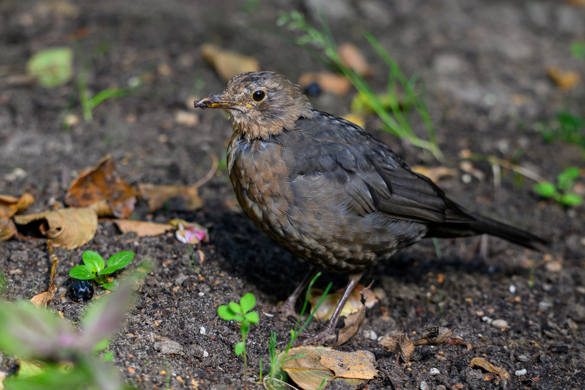 NZ9_7306_Amsel Jungvogel_evtlkrank _Usutu_Virus_IA_8_2024.jpg