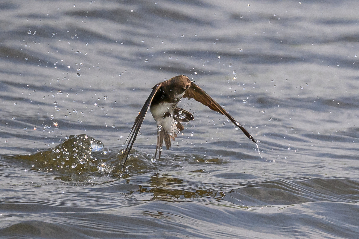 NZ9_7533_Mehli schüttelt Wasser ab_IA_6_2024.jpg