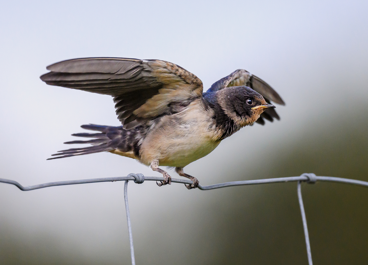 NZ9_7624_Rauchi Jungvogel am Betteln_IA_8-2023.jpg
