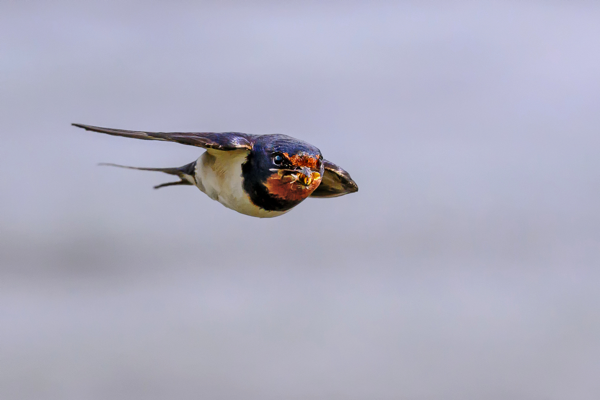 NZ9_7805_Eine Schwebfliege für die Lütten_Kating_IA_6_2024.jpg