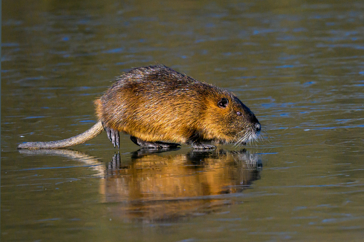 NZ9_7849_Nutria auf dem Eis_IA.jpg