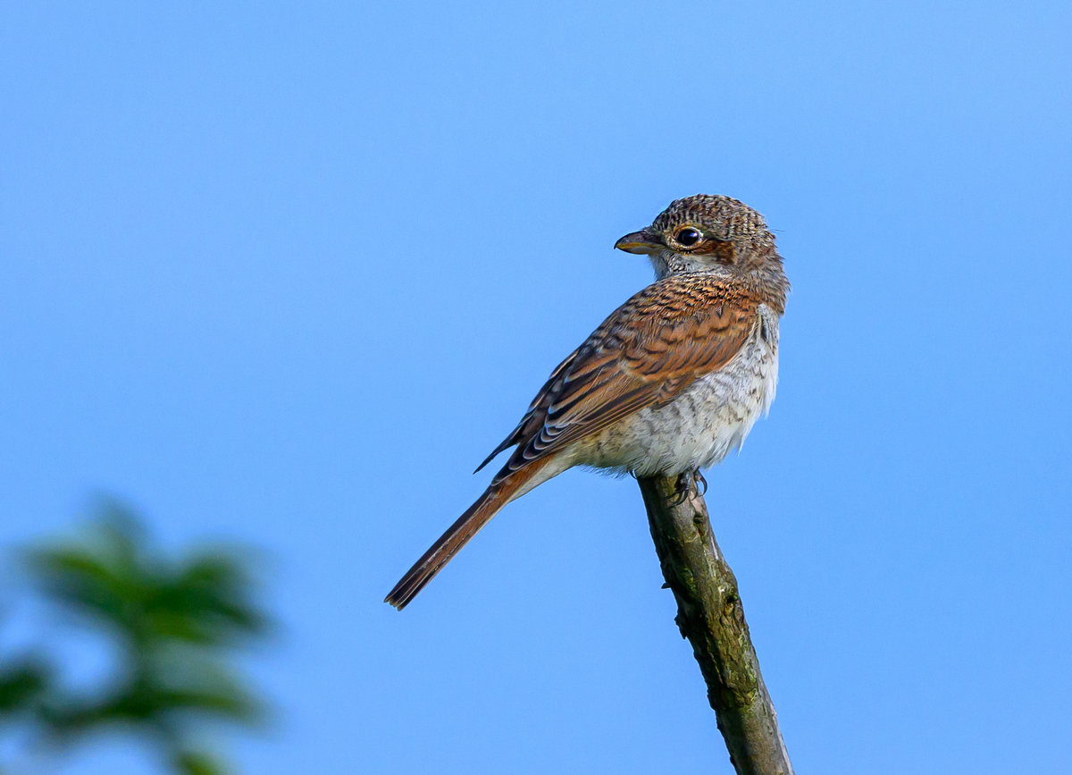 NZ9_7923_Neuntöter Jungvogel_IA_8_2023.jpg