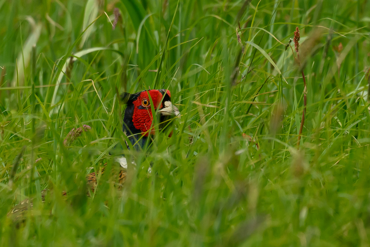 NZ9_8107_Fasan_gut versteckt und doch entdeckt_IA_5-2026.jpg