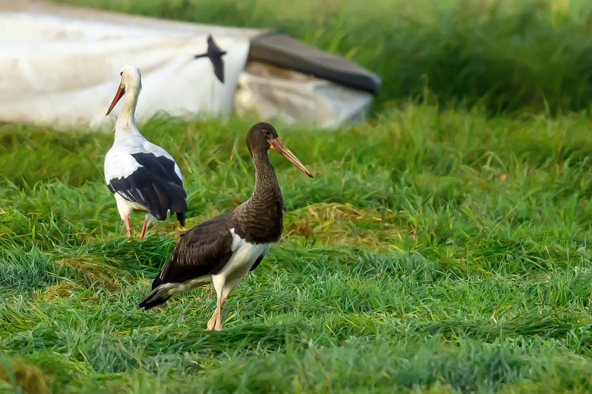 NZ9_8369_Schwarz_und Weissstorch_IA_9_2023.jpg