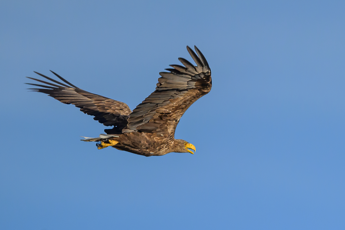 NZ9_8676_Seeadler_Hörsten_IA_9_2025.jpg