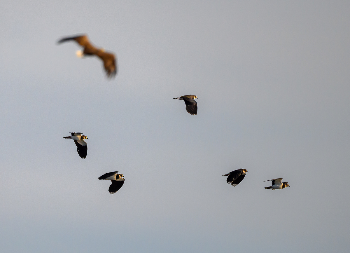 NZ9_8681_Seeadler sorgt für Aufregeung bei Kiebitzens_IA_9_2025.jpg