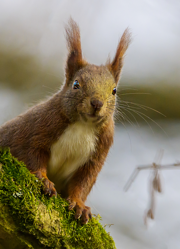 NZ9_8855_Hörnchen 3_2024_neu_IA.jpg