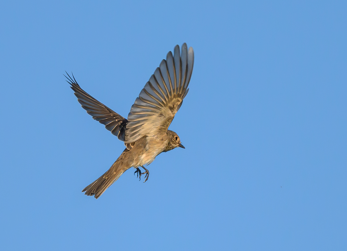 NZ9_8882_Grauschnäpper_Jungvogel im FlugIA_9_2023.jpg
