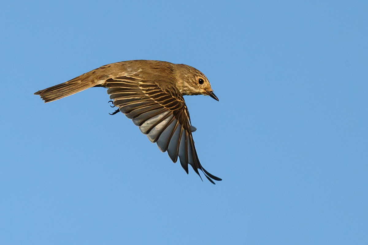NZ9_8900_Grauschnäpper IIA_9_2023.jpg