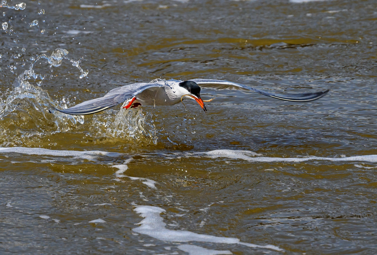 NZ9_8914_Flussseeschwalbe hat Beute am Sperrwerk_IA_5-2023.jpg