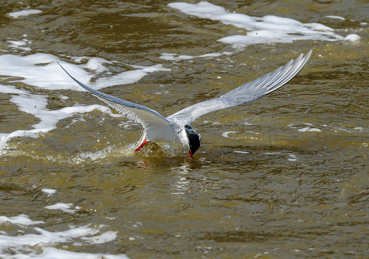 NZ9_8937_Seeschwalbe beim Fischen_IA_5_2023.jpg