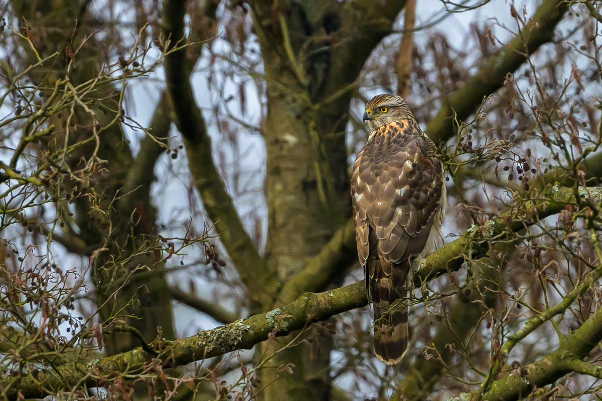 NZ9_8947_Bussard mit Schulterblick_IA_3_2024.jpg