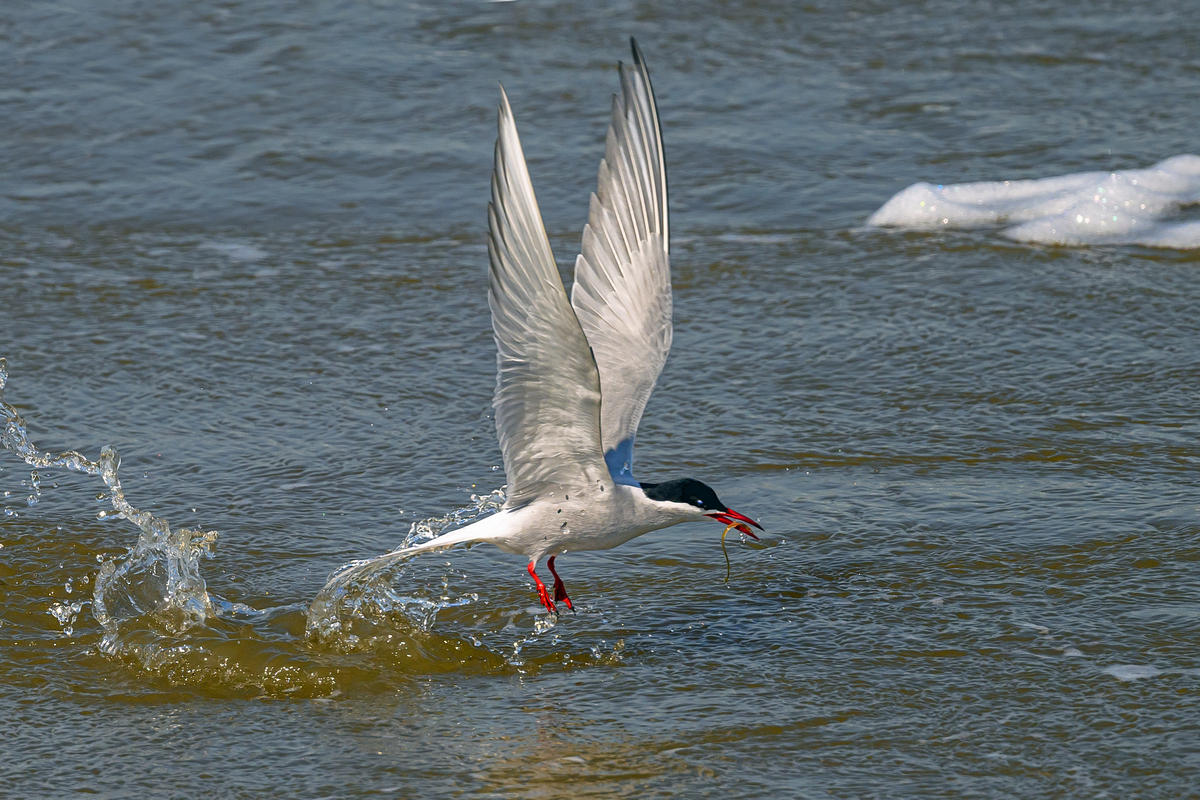 NZ9_8988_K_Seeschwalbe I_Eidersperrwerk_LA_5_2023.jpg