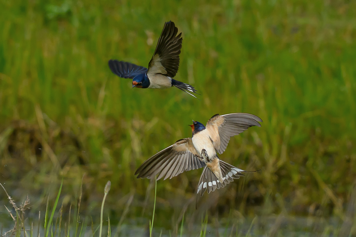 NZ9_9017_Rauchchwalben balzen_Kating_IA_5_2026.jpg