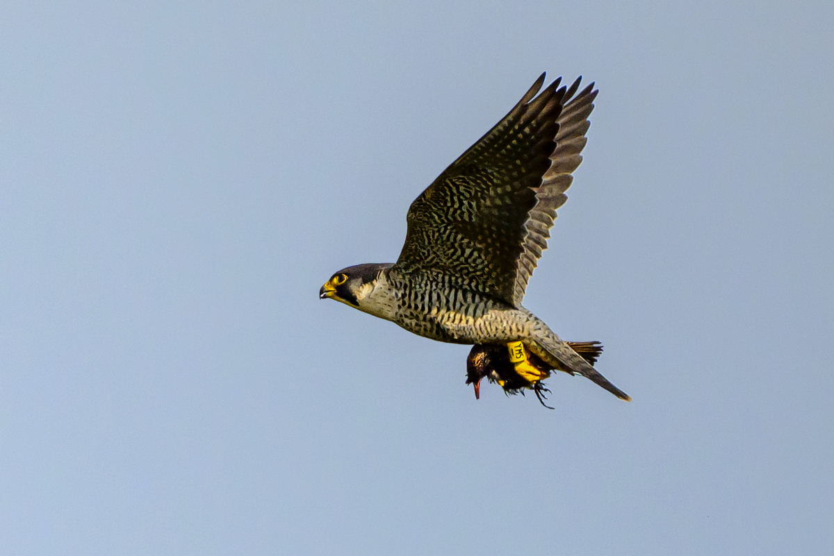 NZ9_9166_Wanderfalke hat Star_IA_3_2024.jpg