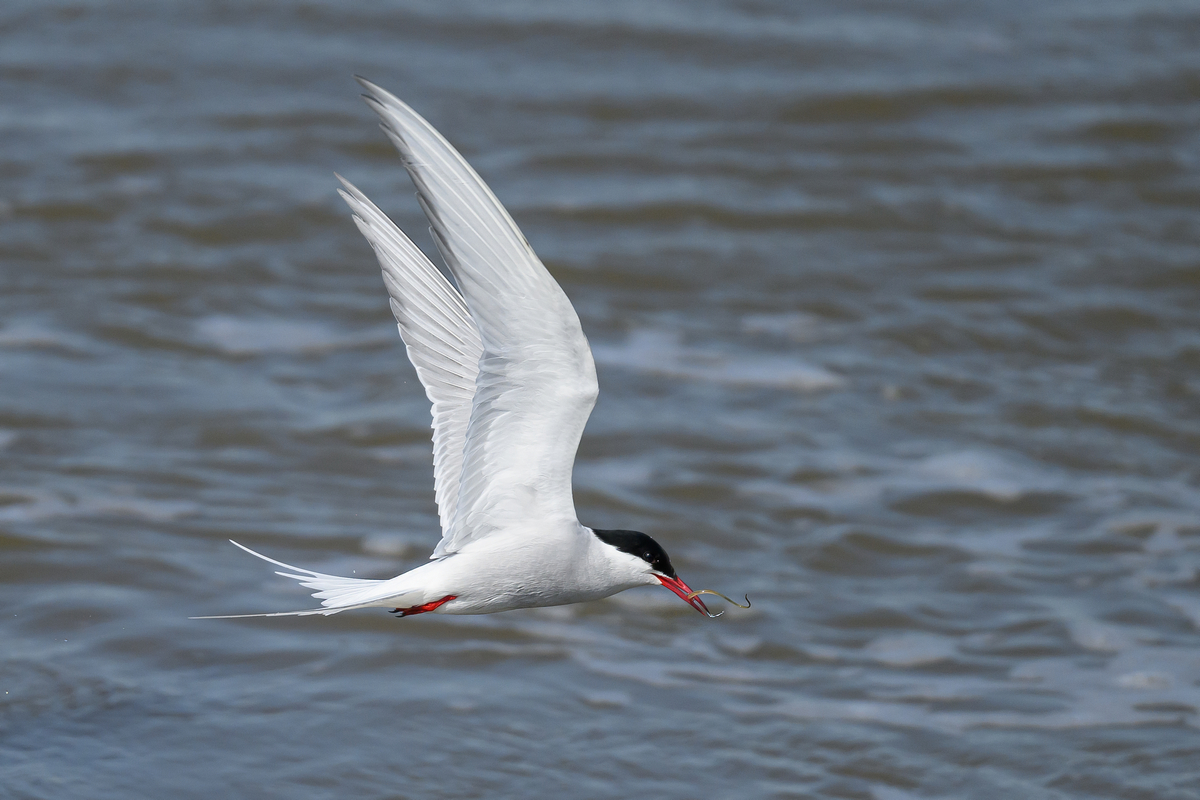 NZ9_9224_Vorbeiflug mit Glasaal_IA_5_2023.jpg
