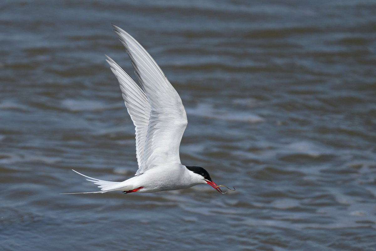 NZ9_9224_Vorbeiflug mit Glasaal_IA_5_2023.jpg
