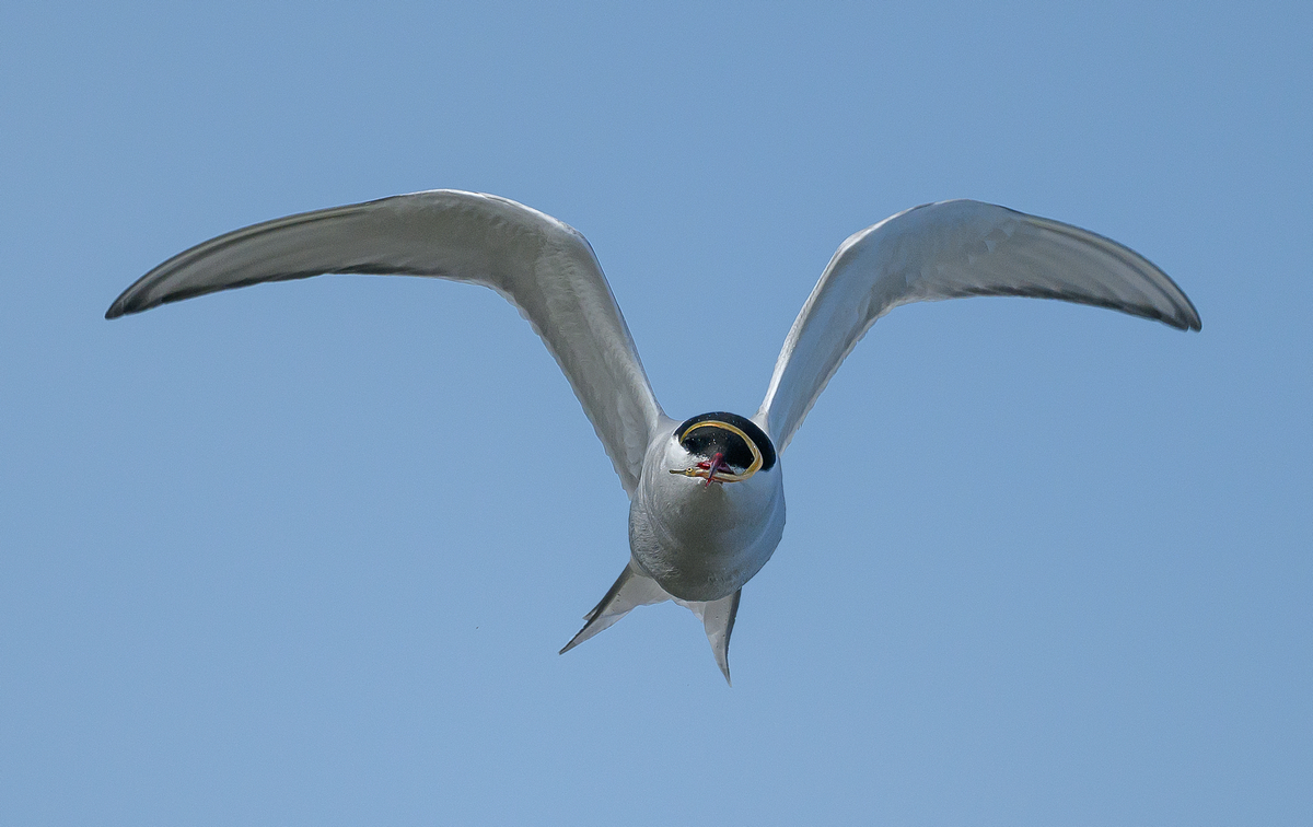 NZ9_9239_Frontalanflug mit Beuete_IA_5_2023.jpg