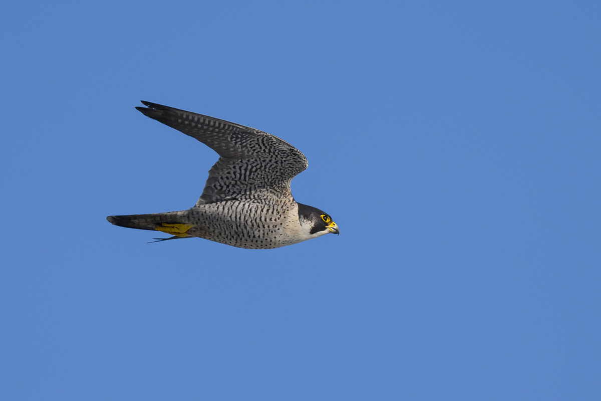 NZ9_9305_Wanderfalke IIIA_3_2023.jpg