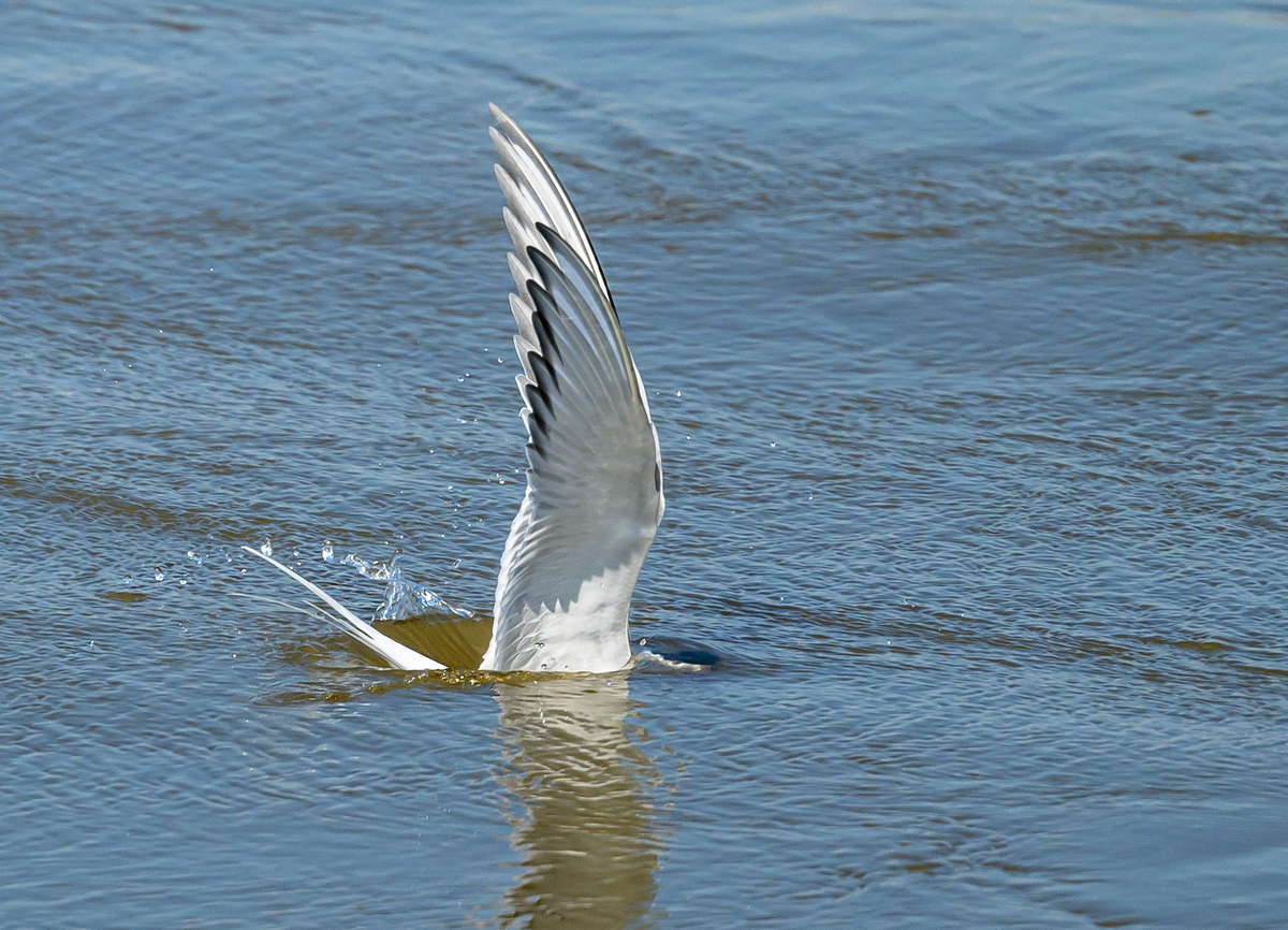 NZ9_9347_K_See schwalbe taucht ins Wasser_IA_5-2023.jpg