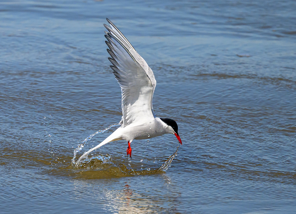NZ9_9352_Küsten_Seeschwalbe hat Beite aus dem Wasser_IA_5_2023.jpg