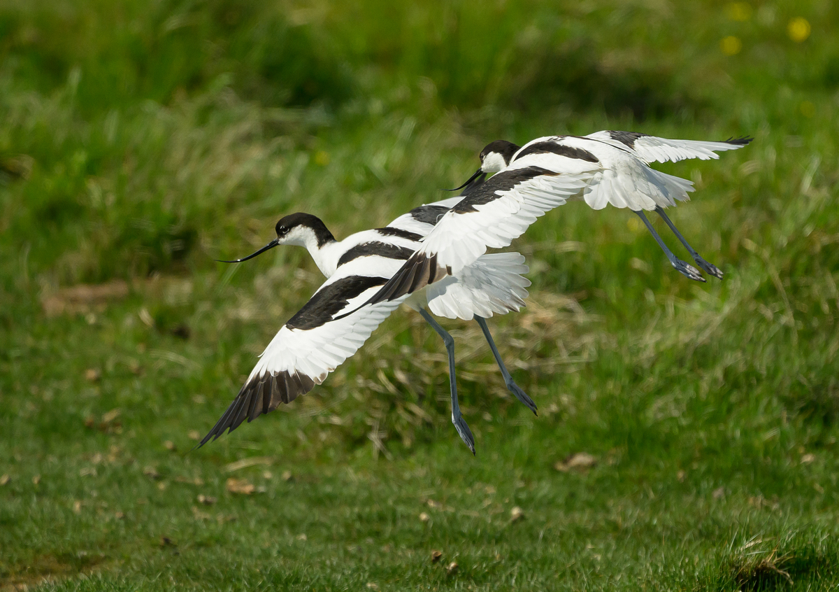 NZ9_9395_Säbelschnäbler Duo_Odinsloch_IA_5-2026.jpg