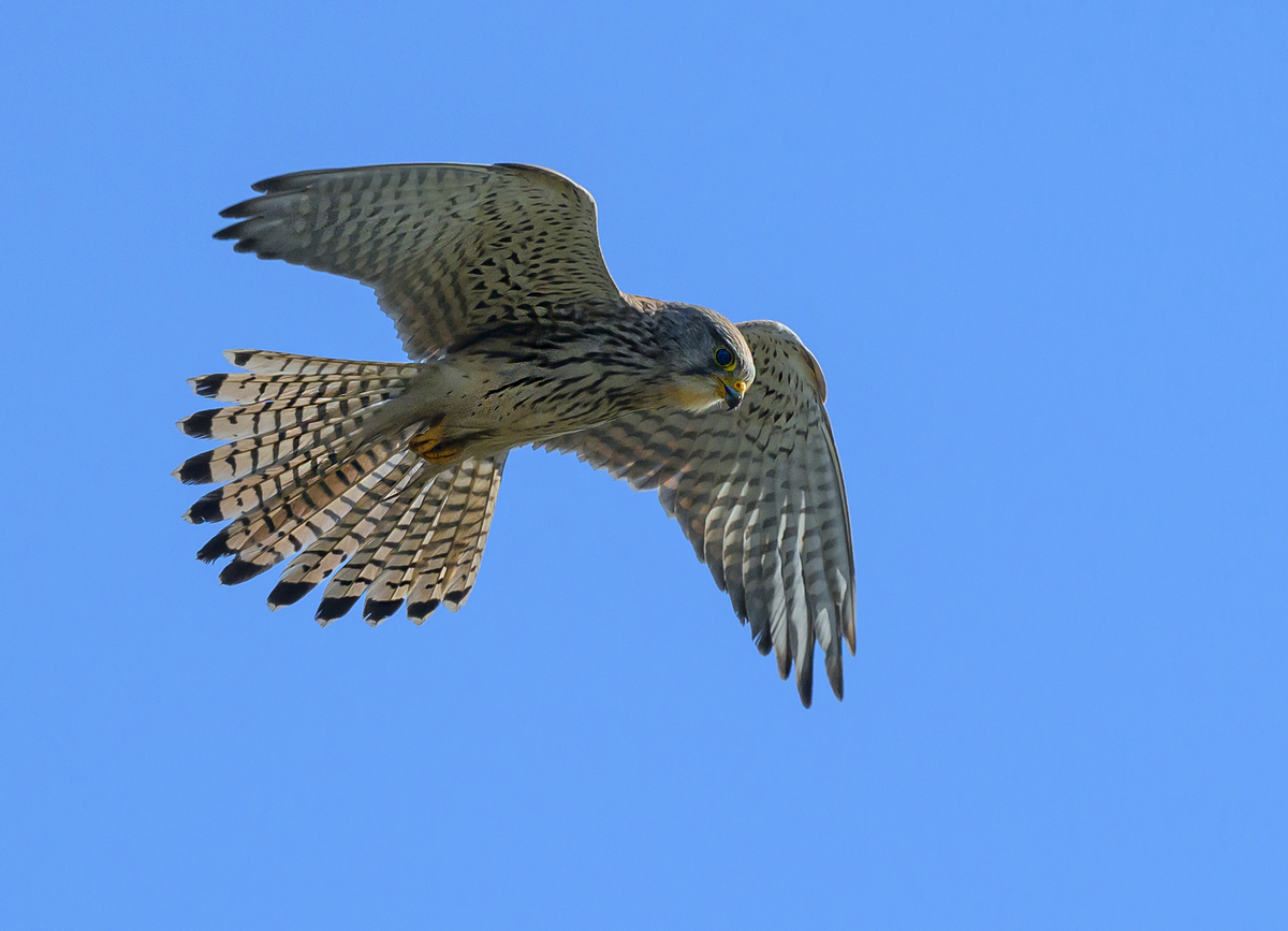 NZ9_9549_Turmfalke IA_3_2023.jpg