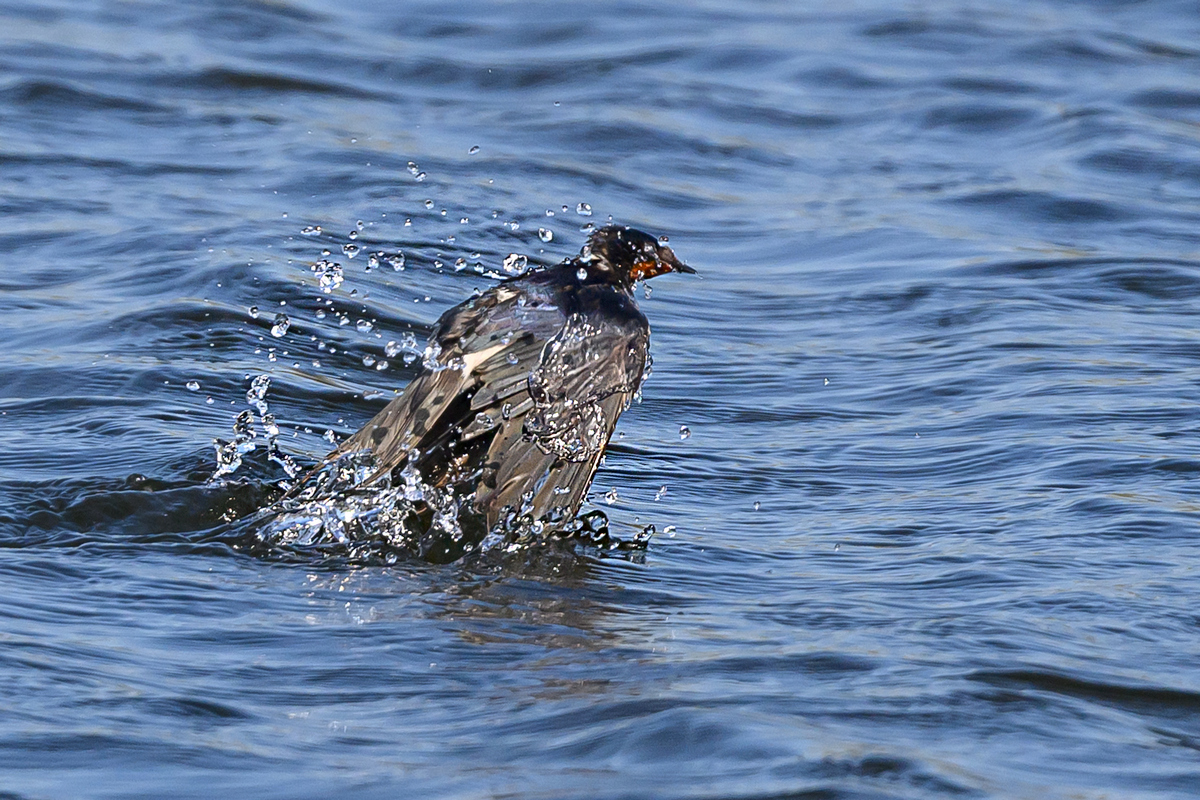 NZ9_9684_Rauchi_Patschnass nach dem Baden_Kating_IA_5_2023.jpg
