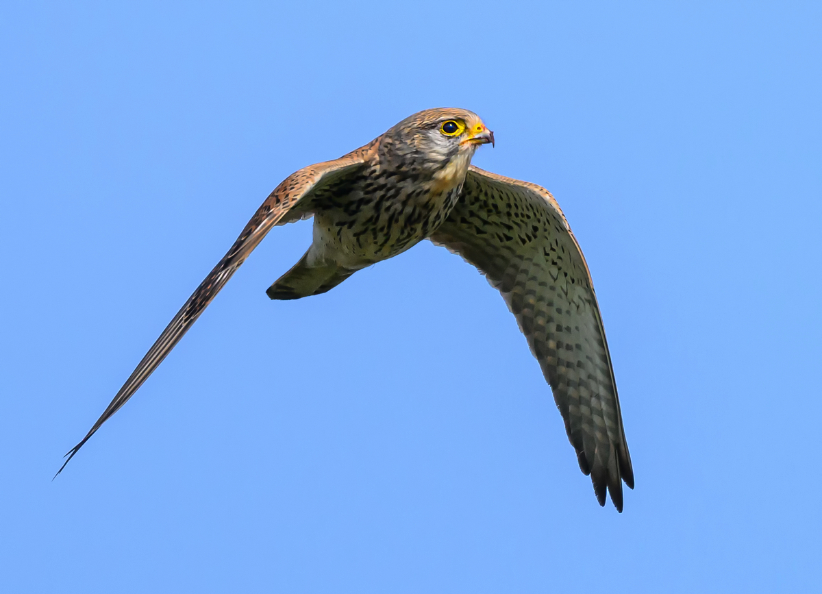 NZ9_9787_Turmfalke V_Flügel_IA_3_2023.jpg