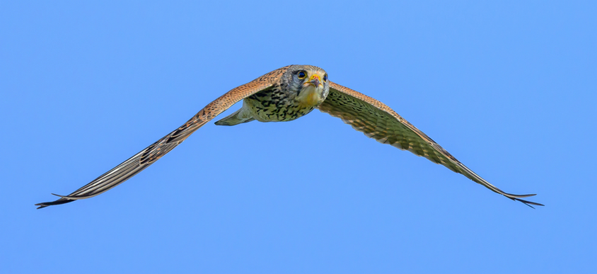 NZ9_9791_Turmfalke_IIIA_3_2023.jpg